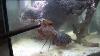 Can A Huge Mantis Shrimp Crack A Glass Aquarium