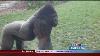 Gorilla Breaks Glass At Nebraska Zoo