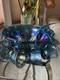Vintage Indiana Grape Harvest Iridescent Blue Carnival Glass Punch Bowl Set
